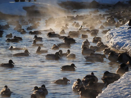 duck on the lakeの写真素材