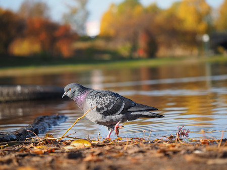 pigeonの写真素材