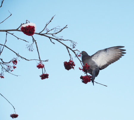 pigeonの写真素材