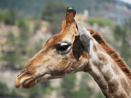 portrait of a giraffeの写真素材