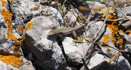 Crimean rock lizardの写真素材