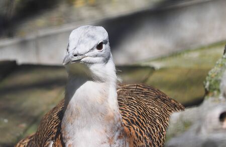 bustard in a zooの写真素材