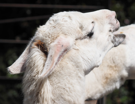 llama at the zooの写真素材