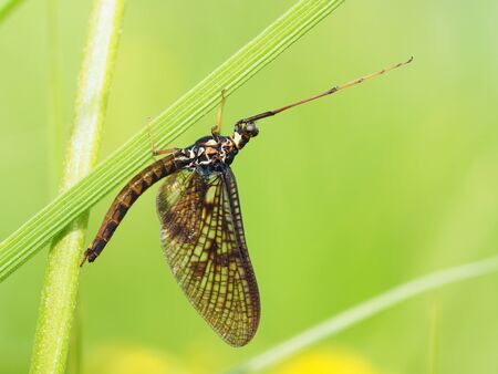 ephemera in the grassの写真素材