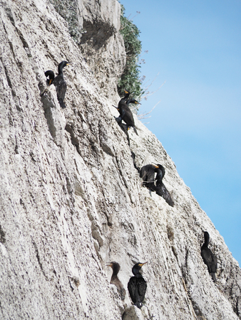 colony of cormorants on the rocksの写真素材