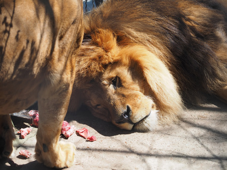 lion at the zooの写真素材