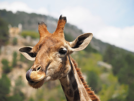 portrait of a giraffeの写真素材