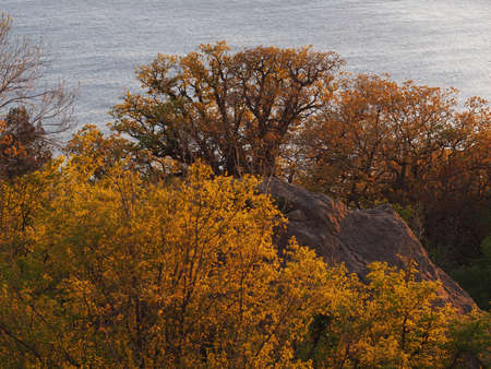 tree on the beach. crimeaの写真素材