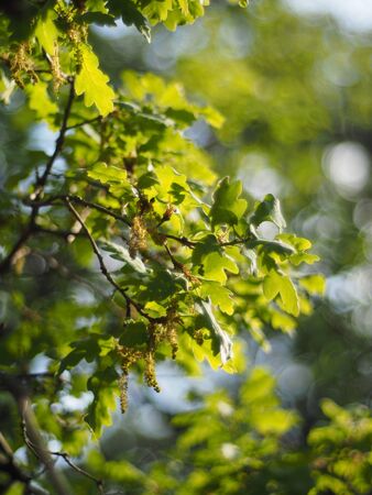oak leaves in the forest