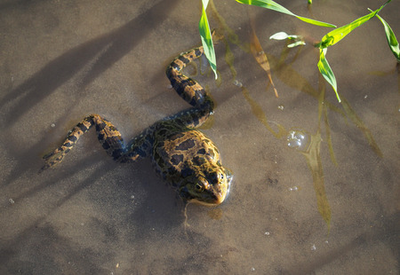 frog in pond