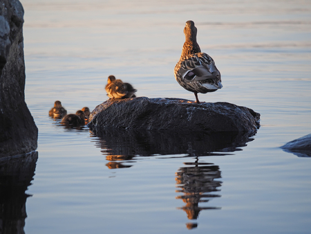 duck with ducklings on the lakeの写真素材