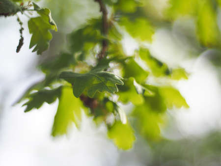 oak leaves in the forestの写真素材