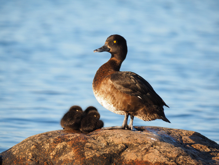 duck with ducklings on the lakeの写真素材