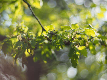 oak leaves in the forestの写真素材
