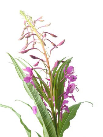 flowers of Willow-herb (Ivan-tea) on a white backgroundの写真素材