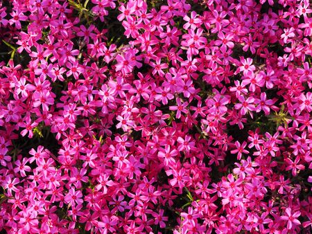 violets flowers. backgroundの写真素材