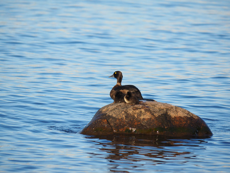 duck with ducklings on the lakeの写真素材