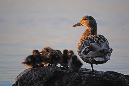 duck with ducklings on the lakeの写真素材