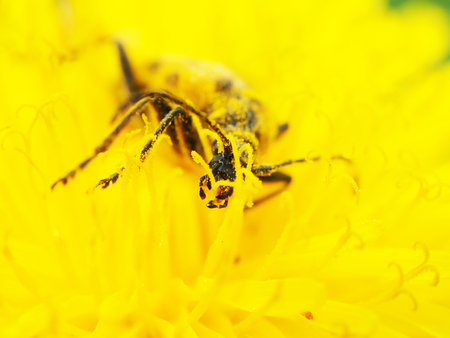Flower barbel (Brachyta interrogationis) on a yellow flower