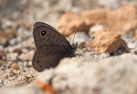 butterfly in the forestの写真素材