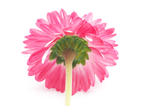 daisy on a white backgroundの写真素材