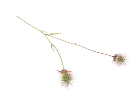 Geum Rivale on a white backgroundの写真素材