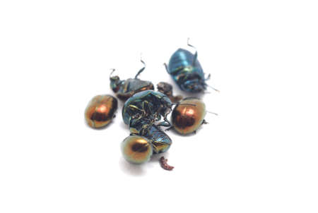 a beetle on a white backgroundの写真素材