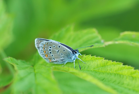 copper-butterfly in the forestの写真素材