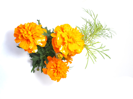 Marigold on a white backgroundの写真素材