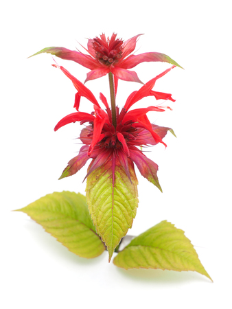 bergamot flowers on a white backgroundの写真素材