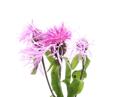 cornflower field on a white backgroundの写真素材