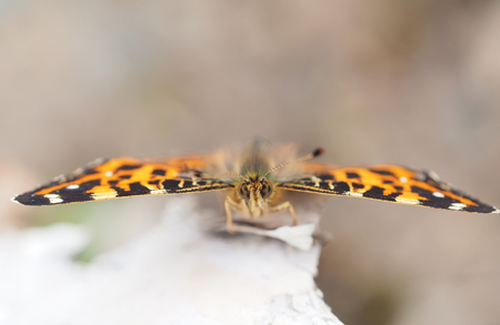 butterfly in the forestの写真素材