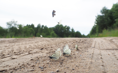 Butterfly on the roadの写真素材