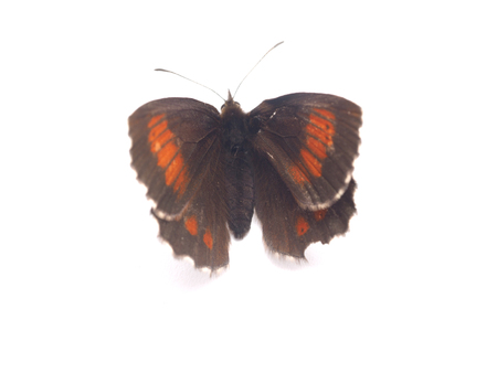 butterfly on a white backgroundの写真素材