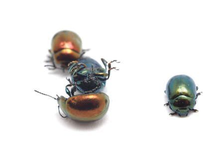 a beetle on a white backgroundの写真素材