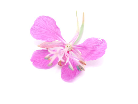 willow-flower tea on a white backgroundの写真素材