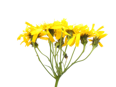 crepis flower on a white backgroundの写真素材