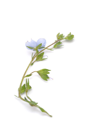 Veronica Chamaedrys on a white backgroundの写真素材