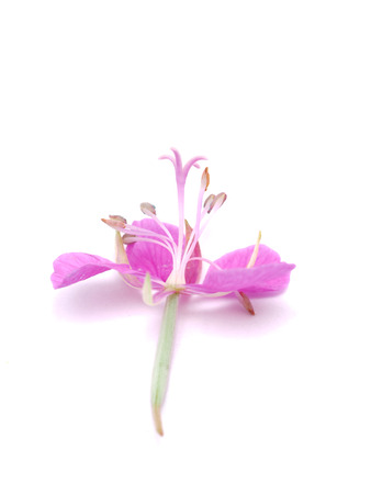 willow-flower tea on a white backgroundの写真素材