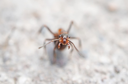 Ant in the forest