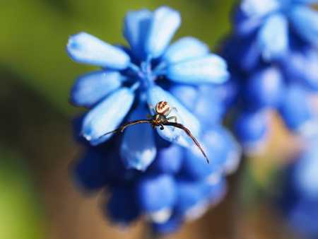Spider on a flower in the forestの写真素材