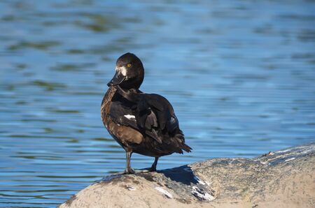 tufted duck on the lake in summerの写真素材