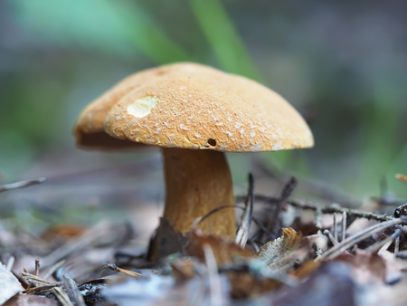mushroom in the forest