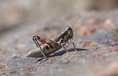 grasshopper in the forestの写真素材