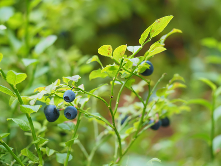 blueberries in the woodsの写真素材