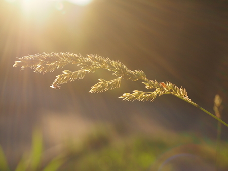 cereals in the sunの写真素材