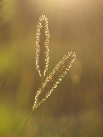 cereals in the sunの写真素材