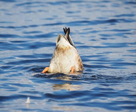duck on the lakeの写真素材