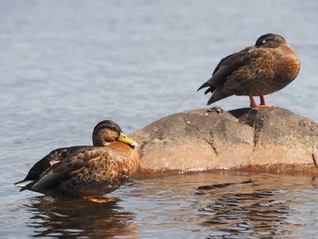 duck on the lakeの写真素材