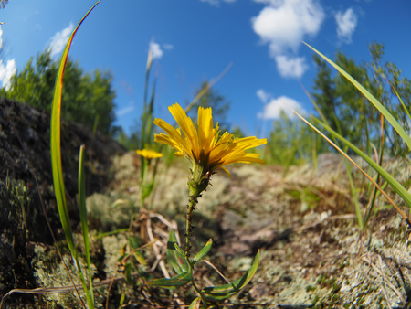 Yellow flower in the forestの写真素材